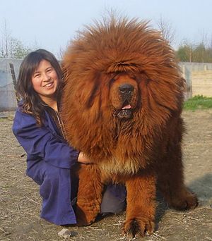 20 больших собак, которые понятия не имеют, насколько огромны