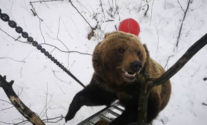 Прятаться от медведя на дереве плохая идея. Смотрим, как он залезает на любой ствол
