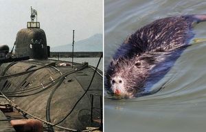 Крысы на советских субмаринах: откуда брались и как с ними боролись
