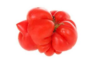 Почему вырастают уродливые томаты