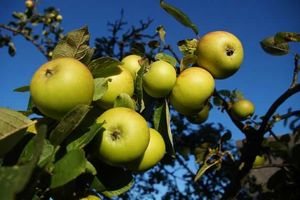 Приемы ускорения плодоношения яблони