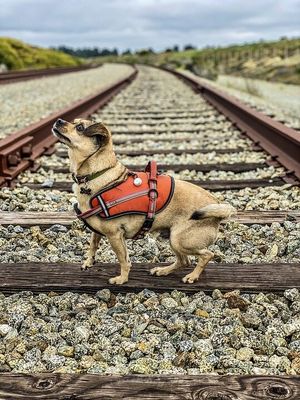 Пёс на вокзале не мог понять, почему у хозяина слёзы на глазах. Когда поезд тронулся, собака с визгом побежала следом