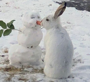 Съев морковку у снеговика, кролик насмешил всю Канаду
