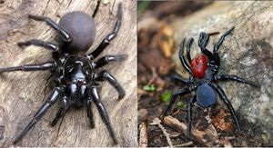 Они уже ползут за тобой: топ-10 жутких австралийских пауков-убийц