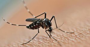 Как кусает комар и почему комариный укус так чешется