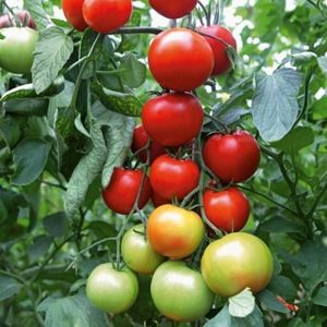 Где используется томат Афродита — ультраранний урожайный гибрид