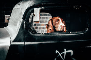 Две короткие смешные истории о собаках в машинах