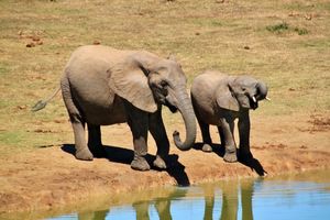 Африканские слоны сплетничают о людях: Исследователь наблюдала за слонами 50 лет и составила энциклопедию звуков и поведения