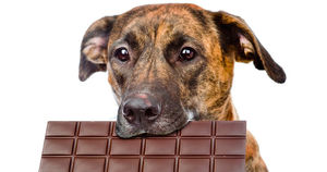 Почему нельзя давать собаке шоколад