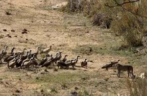 Толпа стервятников направилась к гепарду и его добыче — зрелищное видео