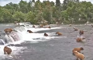 Видео: Десятки медведей собрались в одном месте и устроили «пляжную вечеринку»