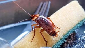 5 доступных и экологичных способа борьбы с тараканами