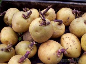 Как выбрать, сохранить и посадить семенной картофель