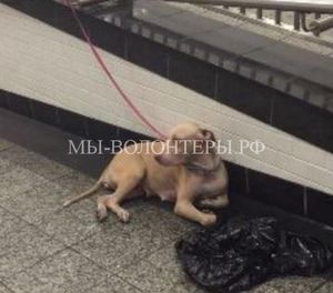 Мимо этой собаки, привязанной в метро, проходили сотни людей…. | Цветик-семицветик