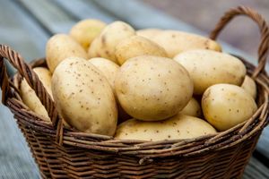 Человеческий ген ожирения перенесли в картофель. Что получилось?