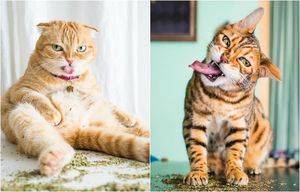19 эмоциональных фотографий кошек, которые решили расслабиться и пожевать валерьянку