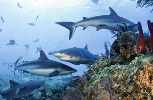 У акул есть свое кафе: 12 поразительных фактов об этих рыбах