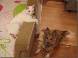 Счастливая история Кошки Мурзика и собаки Баси