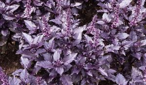 Фиолетовые овощи – королевский цвет не только для клумбы