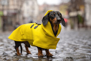 Нужна ли собакам тёплая одежда?