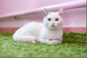 Счастливая история кошки Сметанки