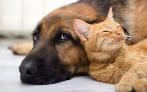 Кошки так же привязаны к людям как и собаки, показывают исследования