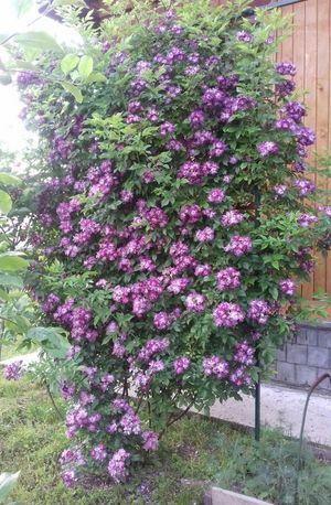 Роза плетистая Вейльхенблау сиреневая — моя гордость и главное украшние моего сада!