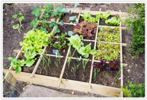 Квадратное садоводство - экономия пространства, воды, земли