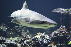 Американские ученые нашли в иммунной системе акул защиту от коронавируса для людей