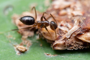 Кто такой муравей: друг или враг огородника