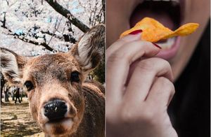Где живут самые вежливые олени, и почему у чипсов закругленный край: 8 фактов недели