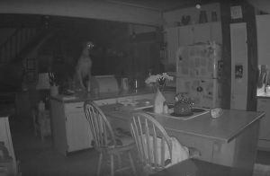 15 видео, в которых домашние животные, кажется, увидели настоящего призрака