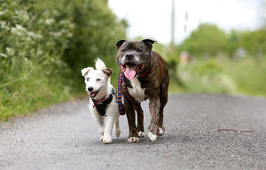 Уникальная история дружбы двух собак! Смотрите 5+ фото и видео.