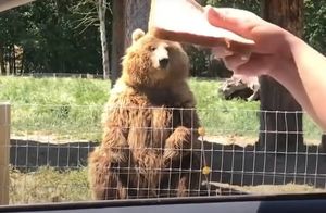 Видео: Как медведь ловит угощения на лету и другие моменты с гениальными животными