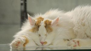 Эксперт рассказала, как сделать жизнь кошки в маленькой квартире комфортной
