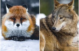 От лисы до бобра: 12 животных России, которых можно встретить, гуляя по зимнему лесу