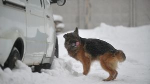 В Знаменске завели уголовное дело на чиновников из-за нападений собак на людей
