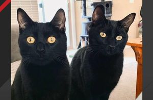 Видео: Никто не брал черных котов из приюта, но они нашли дом и зовут хозяйку мамой
