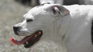 Кинолог поддержал идею о введении крупных штрафов для владельцев агрессивных собак
