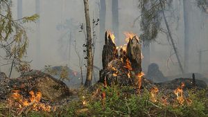 Правительство выделит 14,2 миллиарда рублей на борьбу с лесными пожарами
