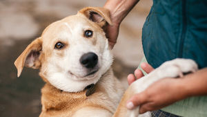 Запах ни при чем: ученые выяснили, как собаки узнают хозяина
