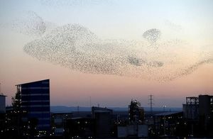 Видео: Огромная стая птиц в один миг рухнула на улицу — загадочный феномен