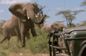 Видео: Слоны окружили машину и преградили путь туристам