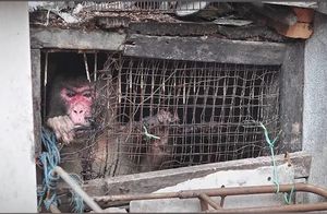 Видео: 25 лет обезьяну держали в маленькой клетке — что было, когда ее освободили