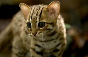 Видео: Насколько энергична ржавая кошка — самый маленький хищник из всех кошачьих Азии