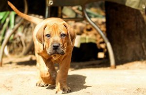 Бурбуль: порода собак, которая запрещена в 14 странах мира, в том числе в России