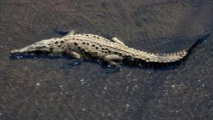Тайна трех крокодилов: полиция выясняет, откуда взялись рептилии под Астраханью