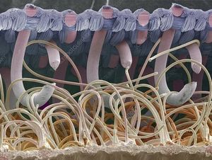 10 удивительных фотографий с электронного микроскопа