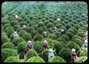 Как выращивают зеленый чай на японских плантациях