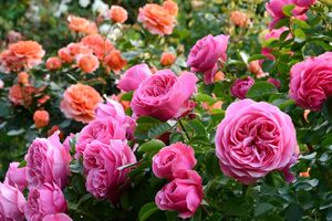 Как правильно выбрать саженцы роз для сада?